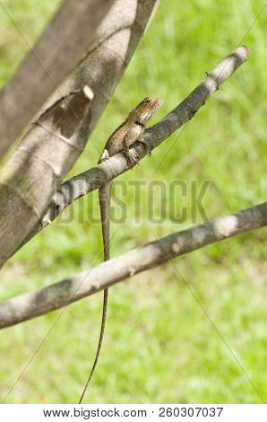 Changeable Lizard (calotes Versicolor) On A Tree Branch In The Shade