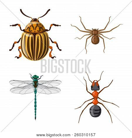 Vector Design Of Insect And Fly Logo. Collection Of Insect And Element Vector Icon For Stock.