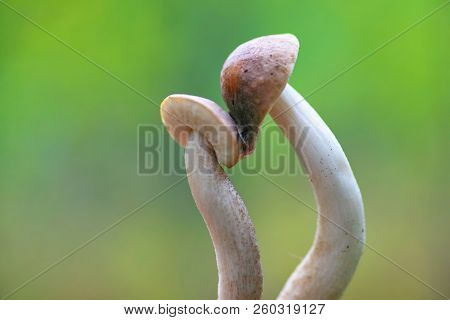 Two Mushrooms Were Fused With Hats. Concept: Love Family And Friendship