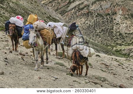 Horses And Mules Carrying Heavy Goods To Steep Rocky Slope In Himalaya Mountains, Ladakh, India.