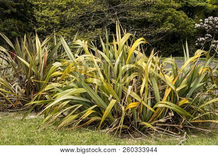 New Zealand Flax Or Phormium, Suffering From Yellow Leaf Disease, Or Pyld.