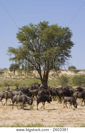 Wildebeest Öğle