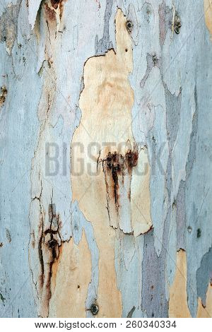 Close Up Eucalyptus Deglupta Trunk Bark Texture