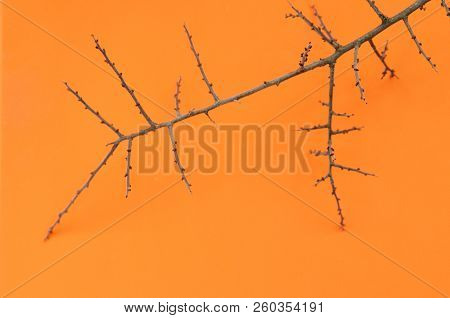 The Ugly Branch Of Thorns On Orange Background.