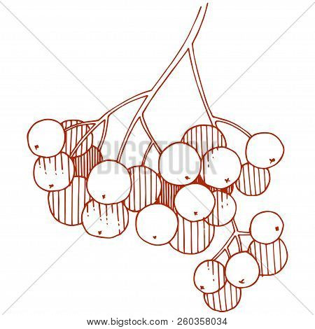 Vector Autumn Red Sorbus Plant. Berry Plant Botanical Garden Floral Foliage. Isolated Illustration E