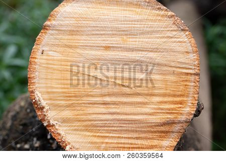 Cross Section Of Tree Trunk Close Up