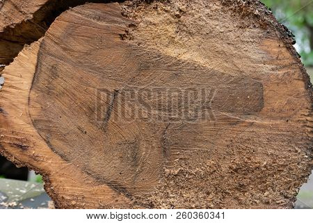 Cross Section Of Tree Trunk Close Up