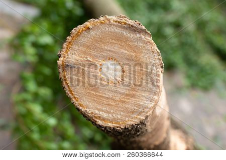 Cross Section Of Tree Trunk Close Up