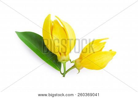 Top View Ylang-ylang Flower,yellow Fragrant Flower On White Background.
