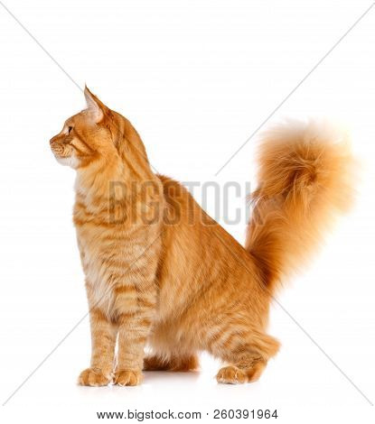 Mainecoon Thoroughbred Cat On A White Background.