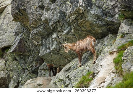 Serna On The Hillside In The High Tatras, Slovakia, Europe