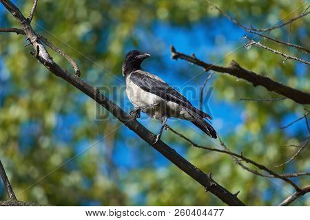 Young Hooded Crow (corvus Cornix) Sits On A Branch Resting After Learning The Flight.