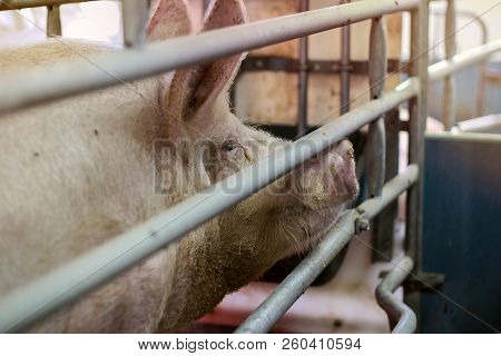 Pig Sow In Farrowing Pen. Side View Head Shot Of Large White Swine At Pig Farm.
