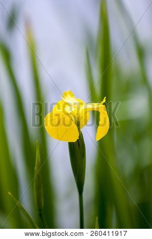 Bearded Iris Flower In Bloom, Iris Germanica Flowering Plant Springtime