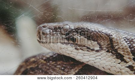 Python Snake Close-up. Pyton In The Zoo
