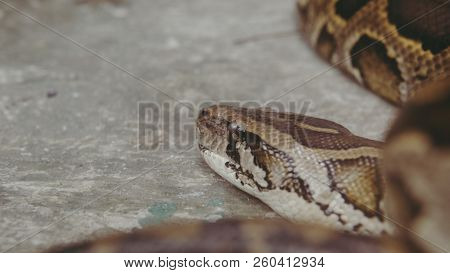 Python Snake Close-up. Pyton In The Zoo