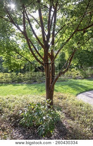 Exfoliating Bark Glows On Paperbark Maple Backlit By Sun At Asticou Garden
