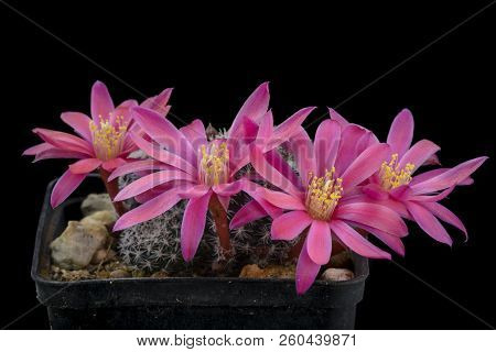 Cactus Aylostera Katy With Flower Isolated On Black.