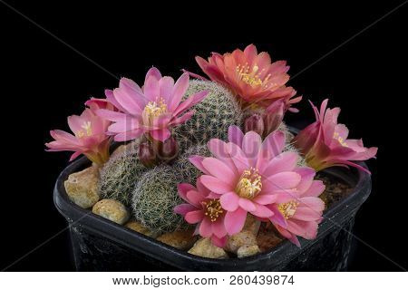 Cactus Aylostera Mundy With Flower Isolated On Black.