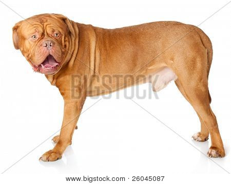 Dogue de Bordeaux (francouzský doga). Izolované na bílém pozadí