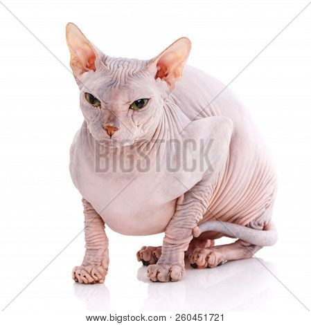 Bald Cat. Cat Of Breed Sphinx. Naked Cat