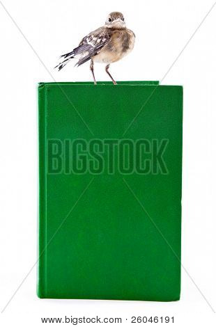 Nichée de passereaux (Bergeronnette) sur le livre. Isolated on white