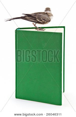 Nichée de passereaux (Bergeronnette) sur le livre. Isolated on white