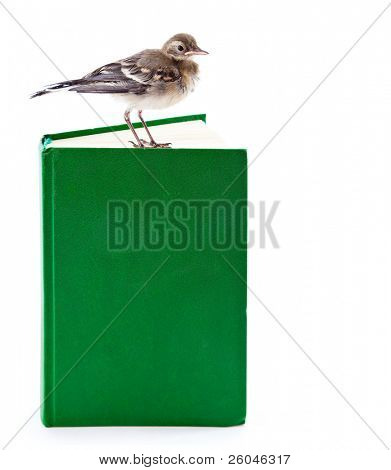 Nichée de passereaux (Bergeronnette) sur le livre. Isolated on white