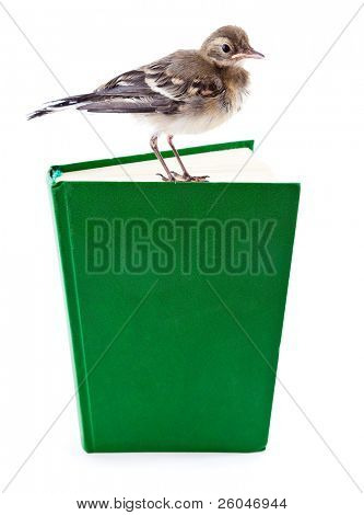 Nichée de passereaux (Bergeronnette) sur le livre. Isolated on white