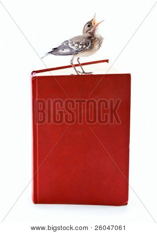Nichée de passereaux (Bergeronnette) sur le livre. Isolated on white