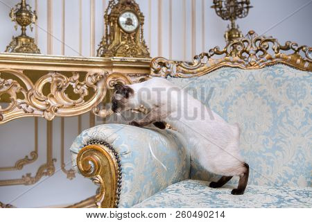 Beautiful Rare Breed Of Cat Mekongsky Bobtail Female Pet Cat Without Tail Sits Interior Of European 