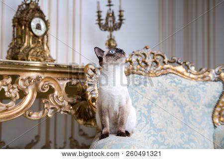 Beautiful Rare Breed Of Cat Mekongsky Bobtail Female Pet Cat Without Tail Sits Interior Of European 