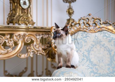Beautiful Rare Breed Of Cat Mekongsky Bobtail Female Pet Cat Without Tail Sits Interior Of European 
