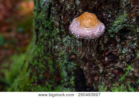 Mushroom On Tree With Dew, Water Drops, Bark Covered With Green Moss. Weeping Mushroom Effect Is Fun