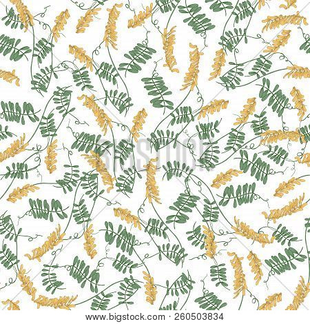 Elegant Seamless Pattern With Blossoming Tufted Vetch Flowers And Leaves On White Background. Natura