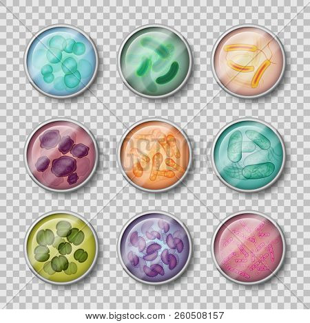 Petri Dish With Virus, Plate With Bacteria Colony