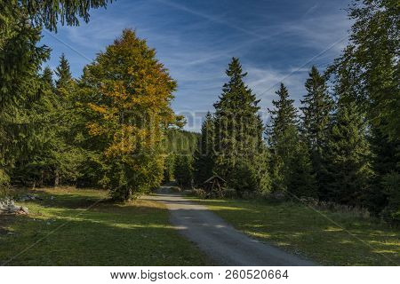 Forest In Jeseniky Mountains In Summer Sunny Nice Day