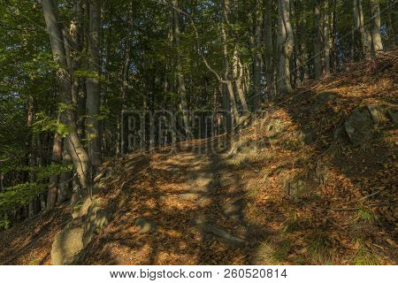 Forest In Jeseniky Mountains In Summer Sunny Nice Day
