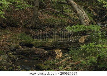 Creek In Kouty Nad Desnou Village In Summer Day In Moravia Region