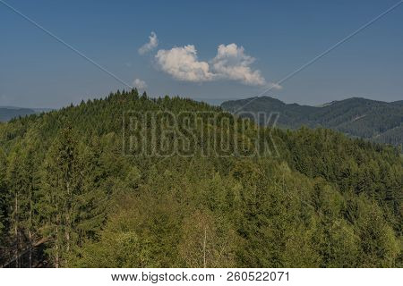 Forest In Jeseniky Mountains In Summer Sunny Nice Day