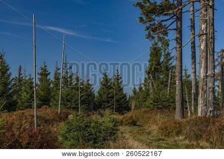 Forest In Jeseniky Mountains In Summer Sunny Nice Day