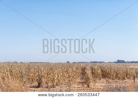 Corns Fields Ready To Be Harvested Near Koppies, A Town In The Free State Province Of South Africa