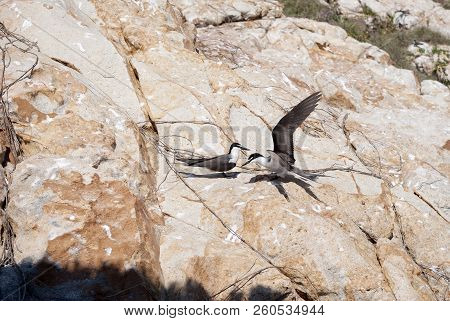 Sooty Tern (onychoprion Fuscatus) On The Rocks