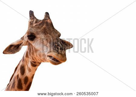 Close Up , Giraffe On A White Background.
