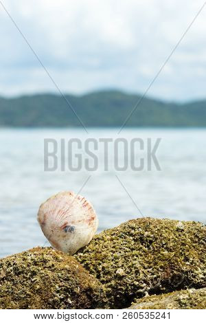 The Shells Are Located On The Rocks Next To The Beach.