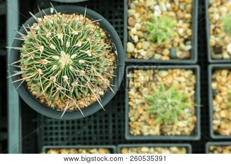 The Beauty Of The Cactus In The Backyard Pot