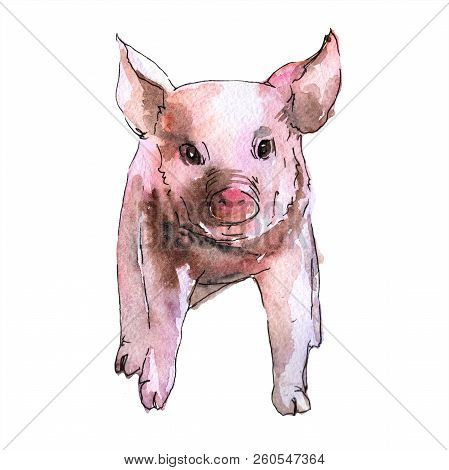 Pink Pig Wild Animal In A Watercolor Style Isolated.