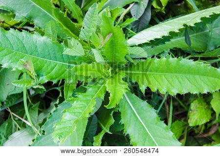 A Weed In The Garden, A Large Herb With Prickly Leaves. Weed Close - Up, Top View