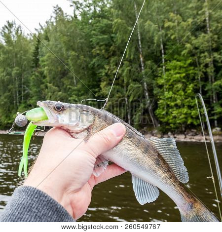 A Small Zander Biting A Green Jig Bait, Fisherman Holding It In Hand