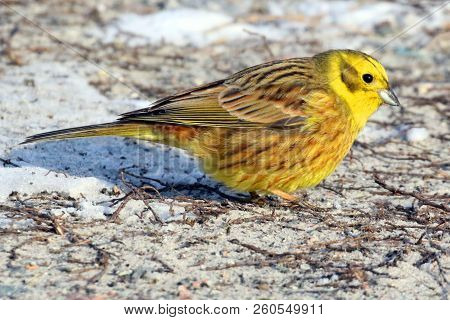 Little Bird  Yellowhammer On Snow Close Up. Beautiful Bird Searches For Food In The Cold Winter Days